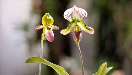 Paph pinocchio and Paph collosum